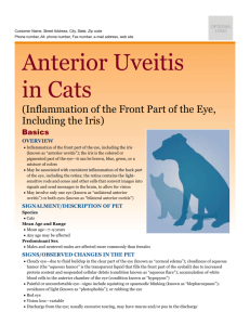 anterior_uveitis_in_cats