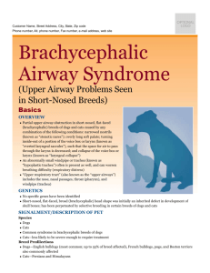 brachycephalic_airway_syndrome