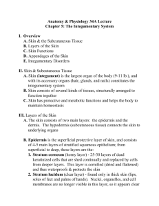 Integumentary System - complete outline