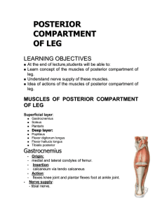 posterior compartment of leg