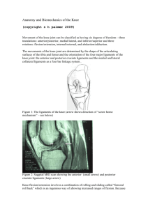 Anatomy and Biomechanics of the Knee