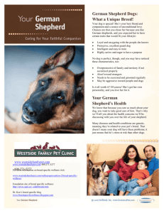 How We`ll Keep Your German Shepherd Healthy