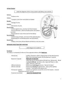 Urinary System Label the diagrams of the urinary system and kidney