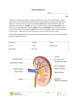 Kidney Coloring Page and Questions diagram of nephron w key 