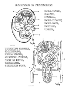 Kidney Coloring Page and Questions