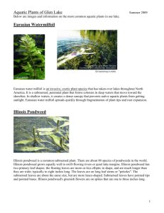 Aquatic Plants of Glen Lake
