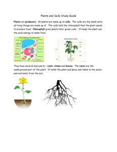 Plants and Soils Study Guide Plants are producers. All plants are