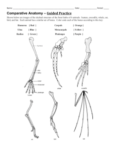 Comparative Anatomy * Guided Practice