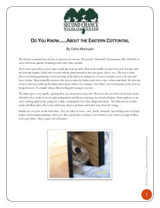 Do You Know**About the Eastern Cottontail