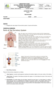 Parts of the Excretory System