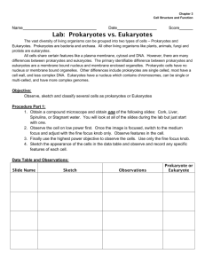 Prokaryotes and Eukaryotes Lab