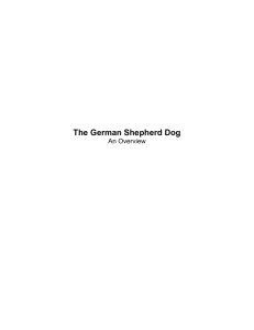 German Shepherd dog