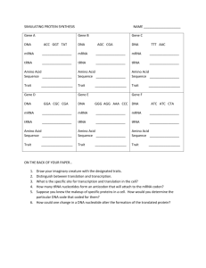 Simulating Protein Synthesis Worksheet