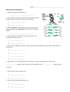 Worksheet 1 - DNA Structure