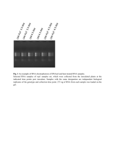 Fig. 1 An example of RNA electrophoresis of DNAseI and heat