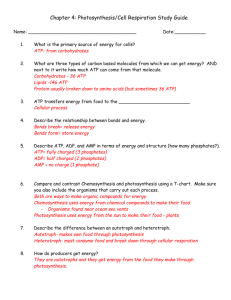 Chapter 4: Photosynthesis/Cell Respiration Study Guide Name