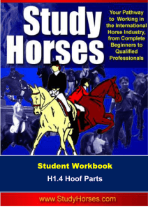 H1.4HoofParts - Study Horses .com
