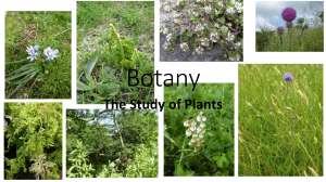 Botany - part 1