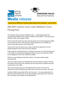 16 July 2014: 200000 visitors have seen Malham Cove Peregrines