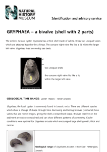 Gryphaea factsheet
