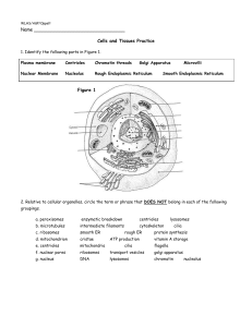 WLHS/A&P/Oppelt Name Cells and Tissues Practice 1. Identify the