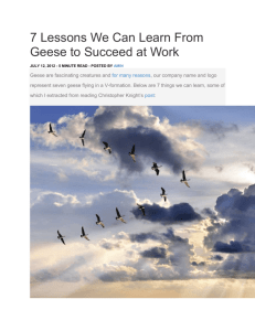 7 Lessons We Can Learn From Geese to Succeed at Work