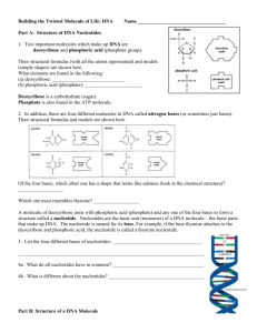 Building the Twisted Molecule of Life: DNA Name Part A: Structure of