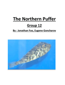 The Northern Puffer - environmentalinquiry