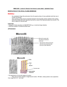 BMED 2801 - Lecture 8: Study of one tissue in some detail