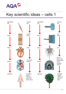 Specialised cells and tissues