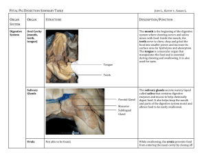 Fetal Pig Dissection Summary Table