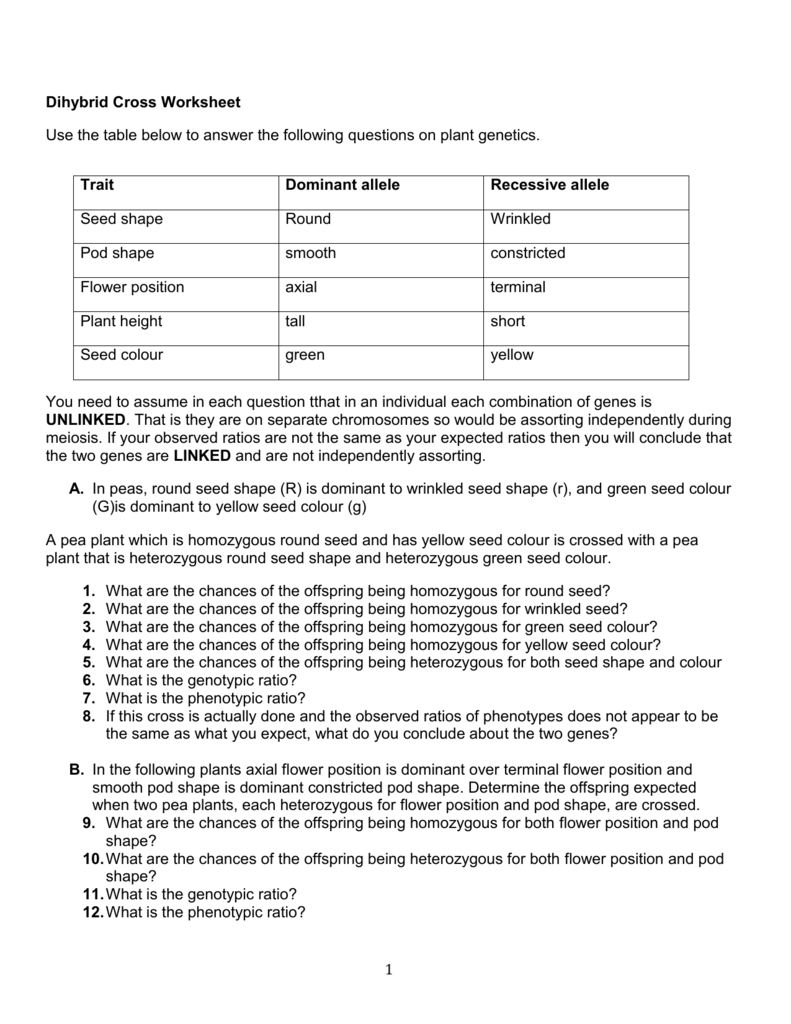 Dihybrid Cross Worksheet Answers