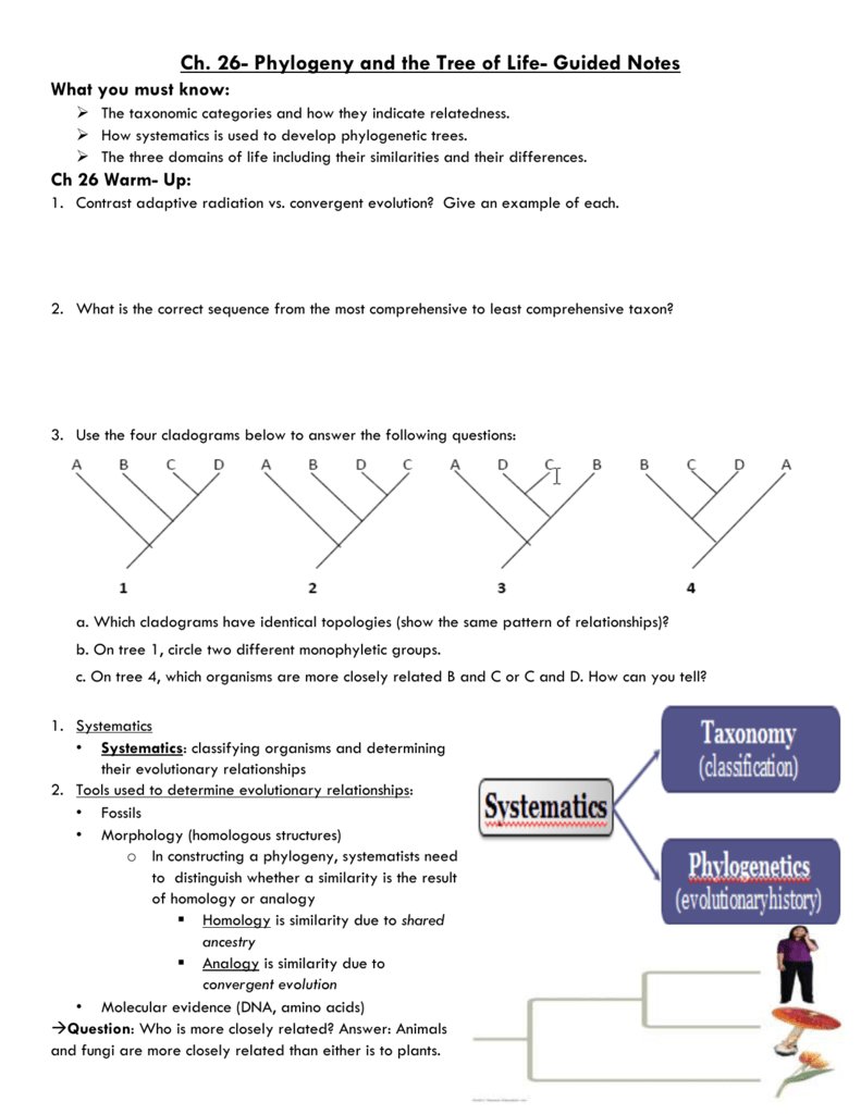Worksheet Cladograms Worksheet Grass Fedjp Worksheet Study Site