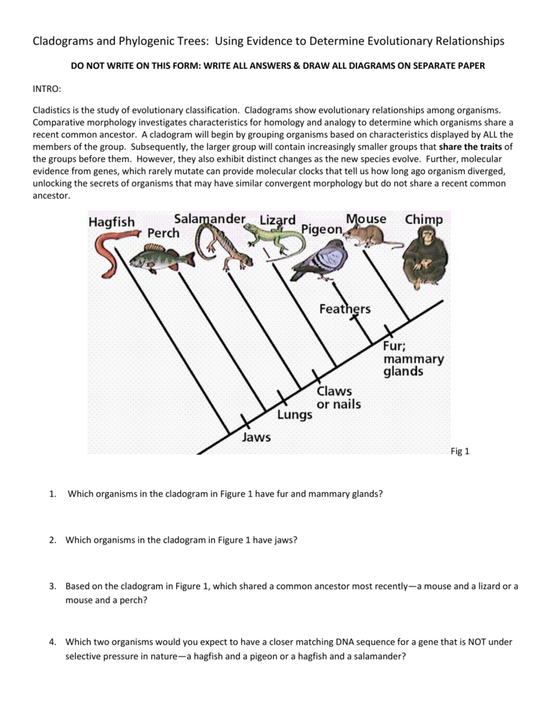 Cladogram Analysis And Construction Worksheet Answers wesgasco