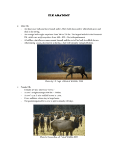 Elk Anatomy