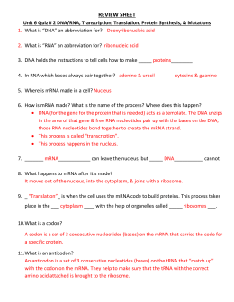 26 Rna And Transcription Worksheet Answer Key - Worksheet Project List