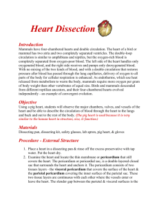 Heart Dissection - Westgate Mennonite Collegiate