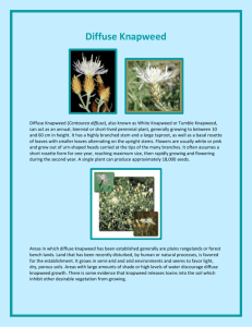 Diffuse Knapweed - Johnson County Weed & Pest