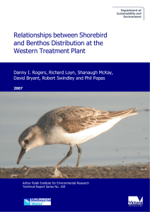 Relationships between shorebirds and benthos at the Western