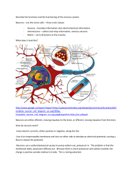 DNA replication worksheet – Watch the animations and answer