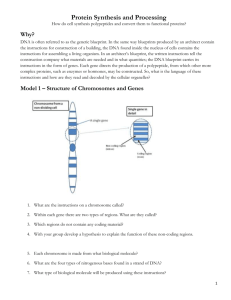 Protein Synthesis and Processing