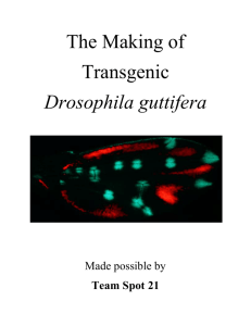Transgenic Drosophila guttifera
