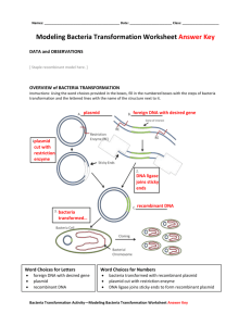 Modeling Bacteria Transformation Worksheet