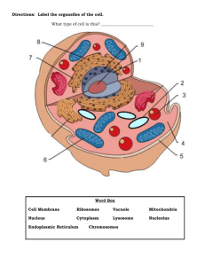 Directions: Label the organelles of the cell. What type of cell is this