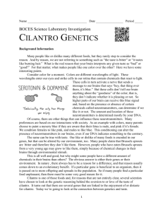 Cilantro Genetics - MisterSyracuse.com