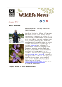 Somerset Wildlife News and Activities