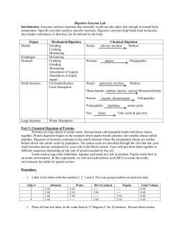 enzyme introduction amylase starch action enzymes catalyze digestive reactions lab