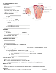 Function of the Kidney and Nephron Guided Notes