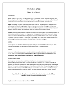Information Sheet Giant Hog Weed DESCRIPTION Stems: Flowering