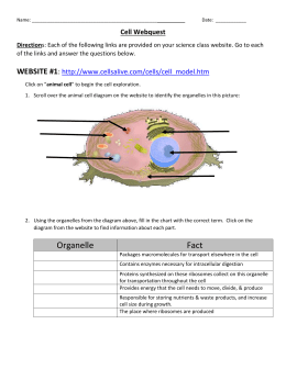 The Giver Vocabulary Worksheets Delibertad Algebraic Expressions Worksheets Excel2007 Function Countif Virtualmv2017wiki